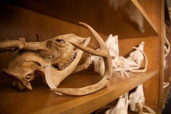 Close up of bones at the Vertebrate Museum